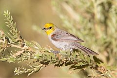 Verdin