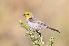 Verdin