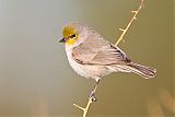 Verdin