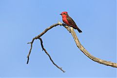 Vermilion Flycatcher