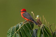 Vermilion Flycatcher