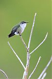 Vervain Hummingbird