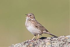 Vesper Sparrow