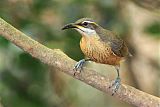 Victoria's Riflebird