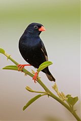 Village Indigobird