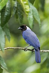 Violaceous Jay