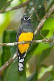 Guianan Trogon