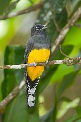 Guianan Trogon