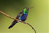 Violet-bellied Hummingbird