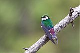 Violet-green Swallow