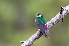 Violet-green Swallow