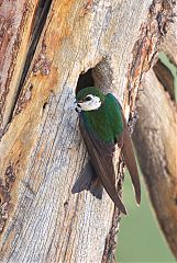 Violet-green Swallow