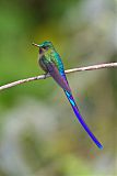 Violet-tailed Sylphborder=