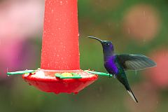 Violet Sabrewing