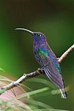 Violet Sabrewing