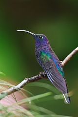 Violet Sabrewing