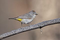 Virginia's Warbler