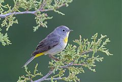 Virginia's Warbler