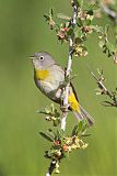 Virginia's Warbler