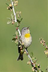 Virginia's Warbler