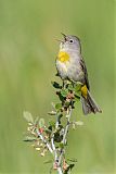 Virginia's Warbler