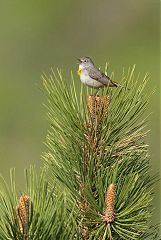 Virginia's Warbler