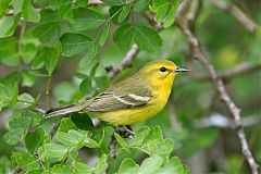 Vitelline Warbler