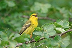 Vitelline Warbler