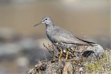 Wandering Tattler