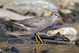 Wandering Tattler