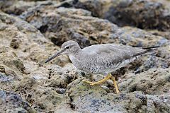 Wandering Tattler