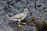 Wandering Tattler