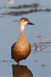 Wandering Whistling-Duck