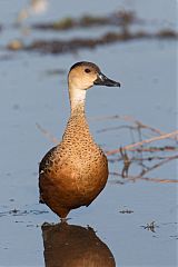 Wandering Whistling-Duck