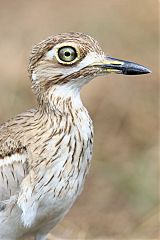 Water Thick-knee