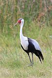 Wattled Craneborder=