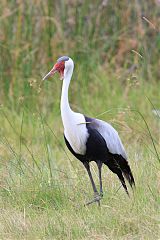 Wattled Crane