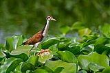 Wattled Jacanaborder=