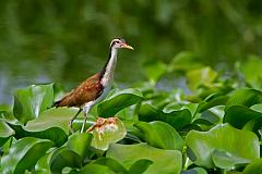 Wattled Jacana