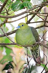 Wedge-tailed Green-Pigeon