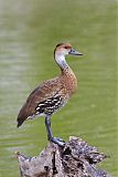 West Indian Whistling-Duck