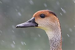 West Indian Whistling-Duck