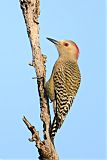 West Indian Woodpeckerborder=