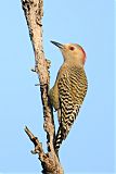 West Indian Woodpecker