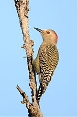 West Indian Woodpecker