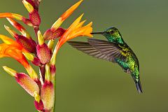 Western Emerald