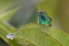 Western Emerald