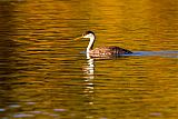 Western Grebe