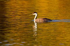 Western Grebe