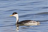 Western Grebe